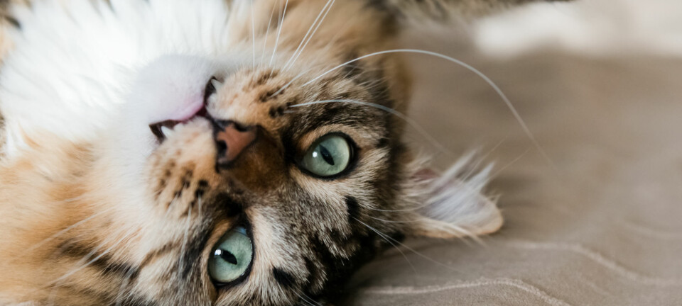 Tror du att du kan läsa av din katt? Gör testet och få svar