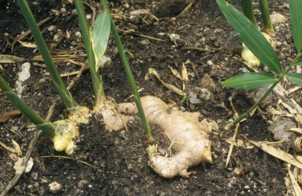 Ingefära med gröna skott. Skotten är ätbara och ger fragrans åt exempelvis sallader. Foto: IBL Bildbyrå Ingefära har börjat gro genom jorden.