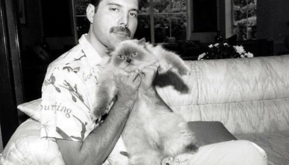 Queens sångare Freddie Mercury med favoritkatten Delilah. Queens sångare Freddie Mercury med favoritkatten Delilah.
