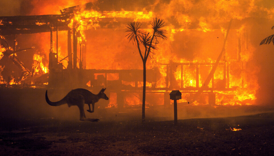 Drygt en miljard djur beräknas ha dött i de kraftiga bränderna i Australien. Foto: Matthew Abbott/New York Times/TT Drygt en miljard djur beräknas ha dött i de kraftiga bränderna i Australien. Foto: Matthew Abbott/New York Times/TT