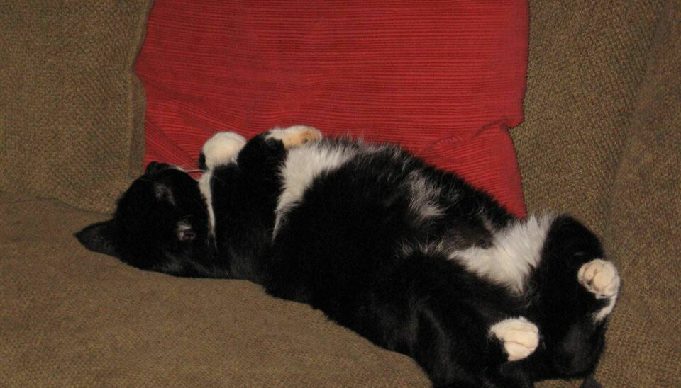 Svans myser hemma i soffan. Foto: Privat Svans myser hemma i soffan. Foto: Privat