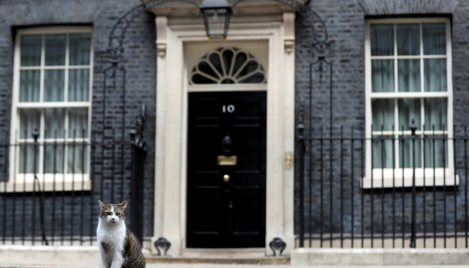 Chefsmusfångaren Larry håller koll utanför 10 Downing Street i London. Foto: TT Chefsmusfångaren Larry håller koll utanför 10 Downing Street i London. Foto: TT