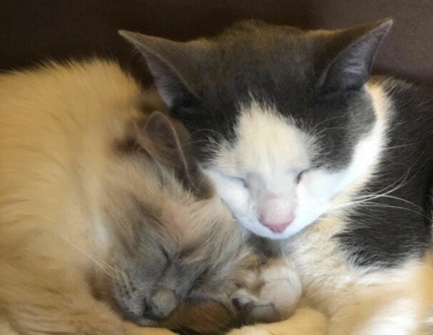 Katterna har sina egna sovplatser där de inte får väckas! Foto: Java Whiskers. Katterna har sina egna sovplatser där de inte får väckas! Foto: Java Whiskers.
