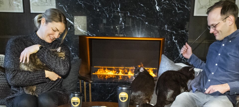 Här är kattkaféet där du kan adoptera en ny mjuk vän