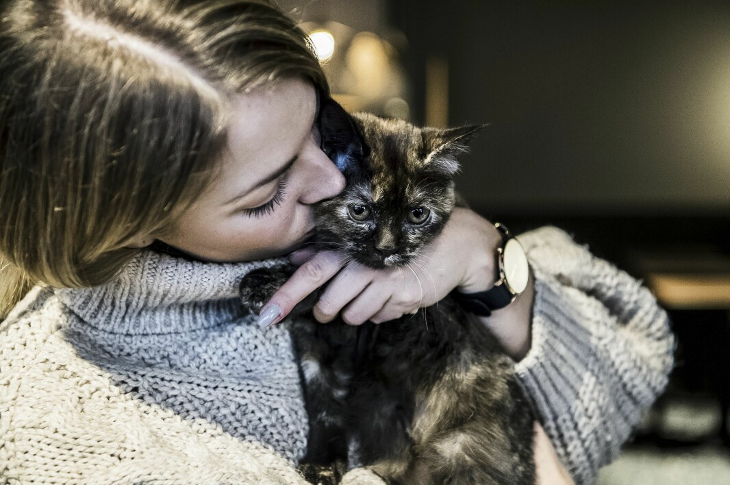 På Java Whiskers är kaffe + katt lika med sant! Foto: TT På Java Whiskers är kaffe + katt lika med sant! Foto: TT