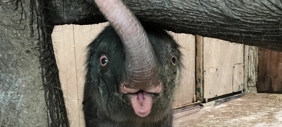 Kunglig elefantunge är född på Kolmården
