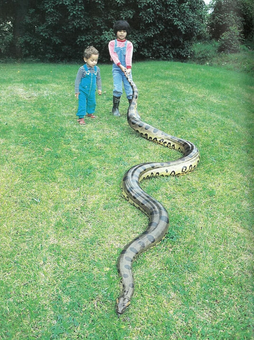 En liten Ana försöker hålla fast Anna Anakond. Tito, 2, nöjer sig med att titta på. Foto: Claes-Göran Carlsson En liten Ana försöker hålla fast Anna Anakond. Tito, 2, nöjer sig med att titta på. Foto: Claes-Göran Carlsson