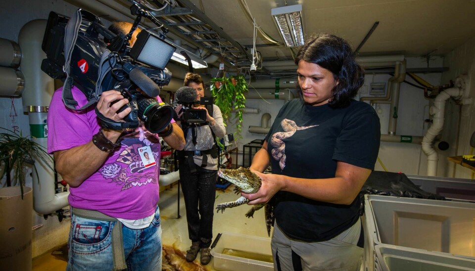 De kubanska krokodilerna har ynglat av sig genom åren. Några har gått på export tillbaka till Kuba. Foto: Privat De kubanska krokodilerna har ynglat av sig genom åren. Några har gått på export tillbaka till Kuba. Foto: Privat