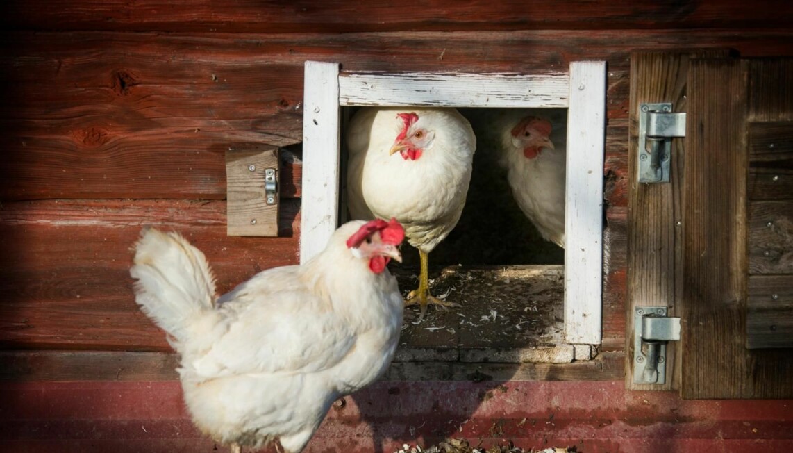 På Åses gård får hönorna leva ett fritt och härligt liv. På Åses gård får hönorna leva ett fritt och härligt liv.