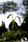 Linnaea borealis i Göteborgs botaniska trädgårdar. Foto: Adam Ihse / TT