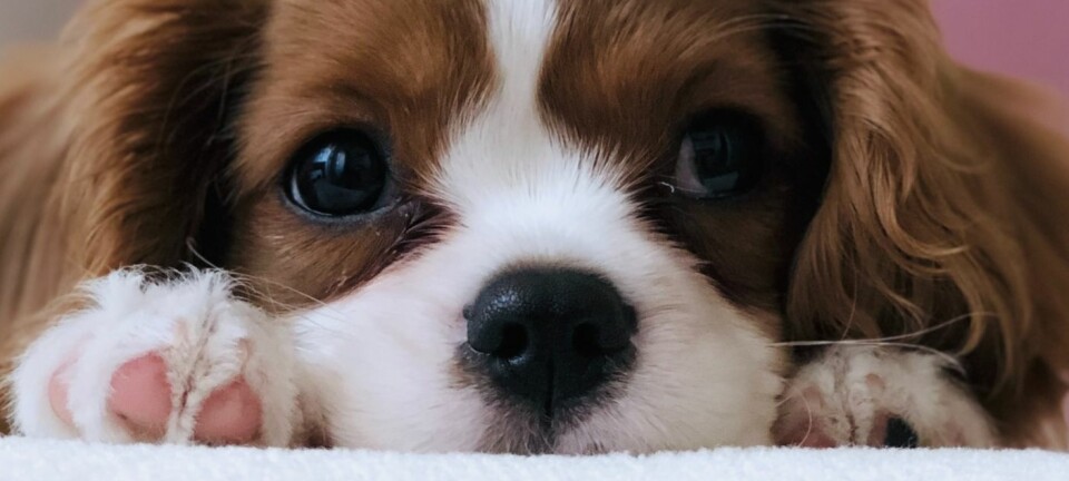 Allt du behöver till hundvalpen – 29 fina shoppingtips!