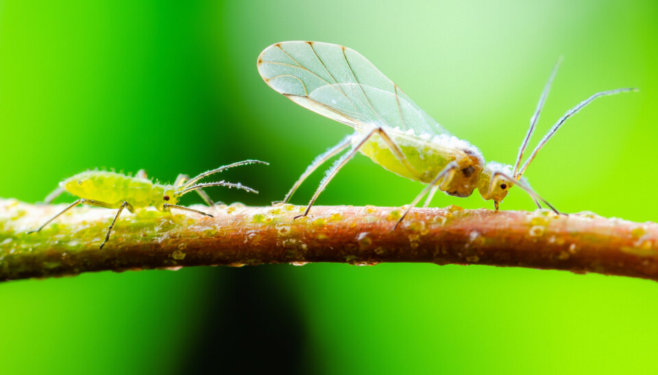Vissa bladlöss får vingar för att kunna flyga iväg till nya växter och angripa dem. Foto: Shutterstock/TT Vissa bladlöss får vingar för att kunna flyga iväg till nya växter och angripa dem. Foto: Shutterstock/TT