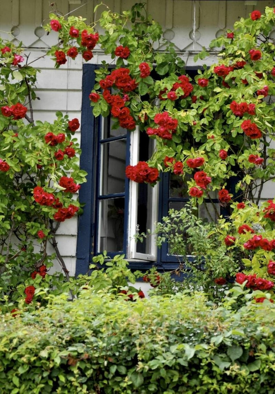 FLAMMENTANZ är den bästa röda klätterrosen och är också fin som snittblomma. Växer kraftigt och därför inte lämplig för båge i Skåne, men riktigt bra i trakterna från Stockholm och uppåt. FLAMMENTANZ är den bästa röda klätterrosen och är också fin som snittblomma. Växer kraftigt och därför inte lämplig för båge i Skåne, men riktigt bra i trakterna från Stockholm och uppåt.