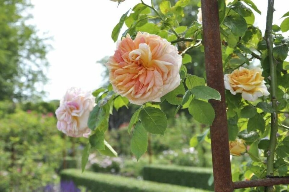 Austinrosen ’Alchymist’ gulorange blommor framträder fint på en rosenbåge. Austinrosen ’Alchymist’ gulorange blommor framträder fint på en rosenbåge.