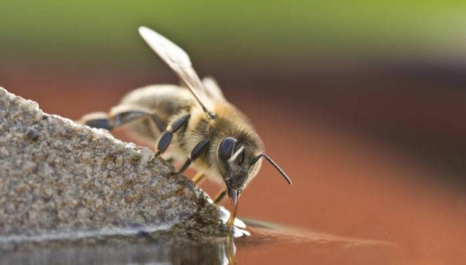 Placera en sten i grunt vatten så att bina kan dricka från den. Foto: IBL Bildbyrå Placera en sten i grunt vatten så att bina kan dricka från den. Foto: IBL Bildbyrå