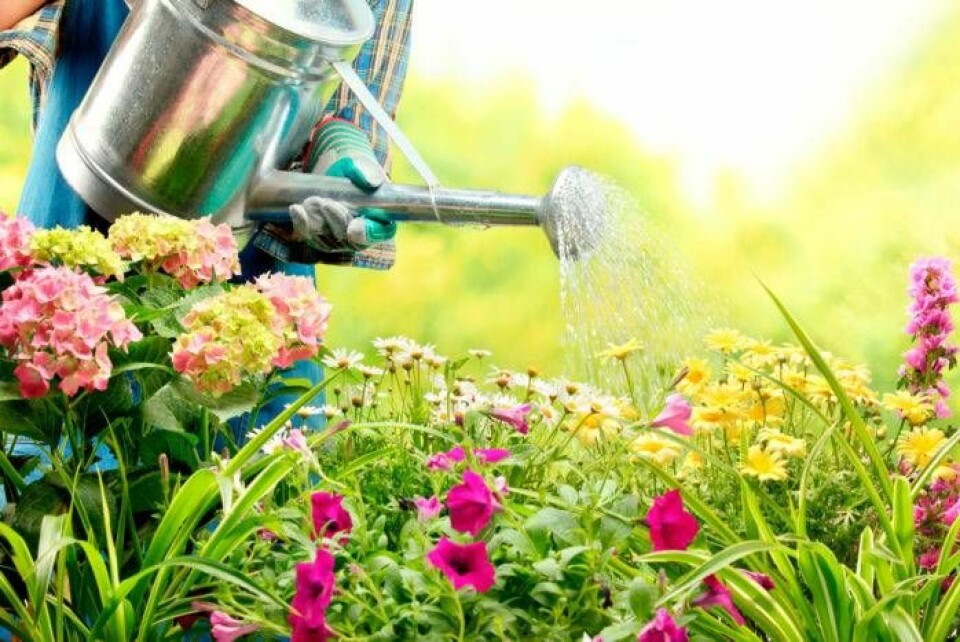 Vattna dina blommor för att stimulera nektar. Foto: IBL Bildbyrå Vattna dina blommor för att stimulera nektar. Foto: IBL Bildbyrå