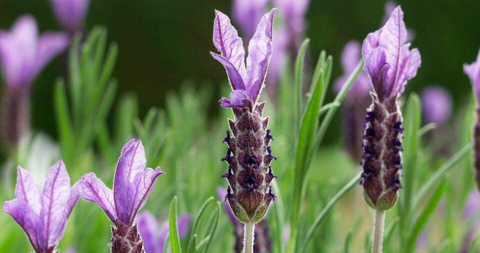 Den här sortens lavendel heter Willow Yale och skiljer sig något från många andra lavendelsorter. Den här sortens lavendel heter Willow Yale och skiljer sig något från många andra lavendelsorter.