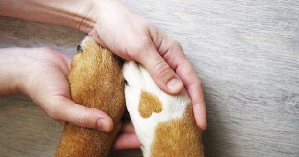 När avlivning är sista utvägen: Veterinären ger råd