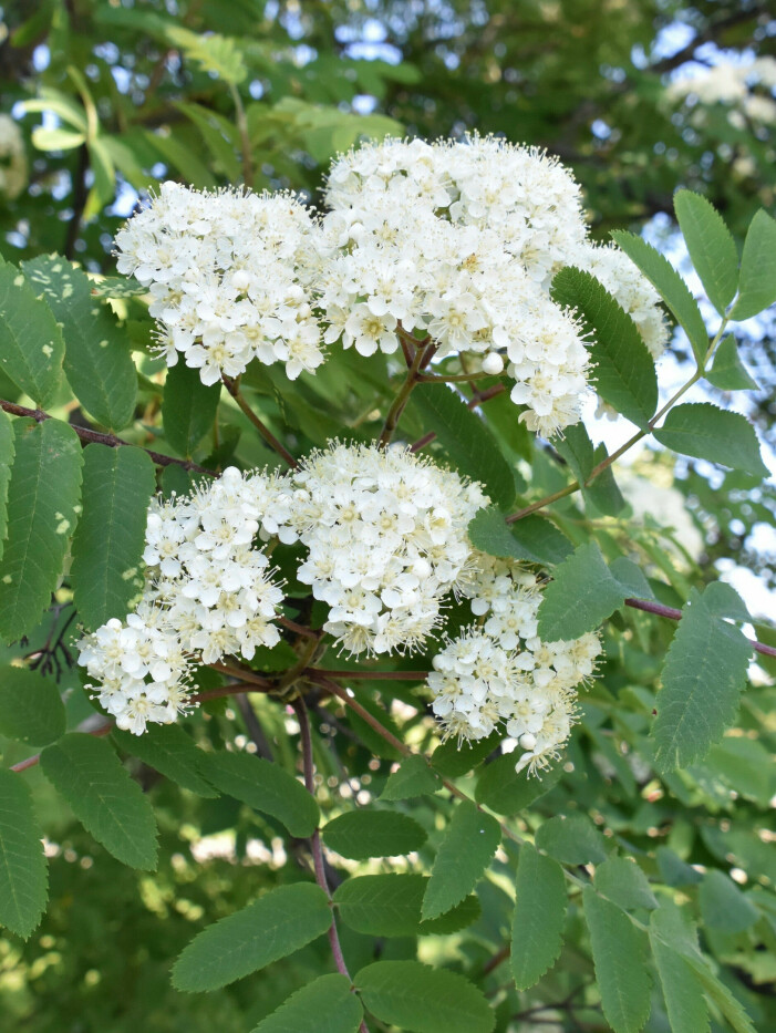 Liten trädgård: Tips för att få trädgården kännas större | Allas