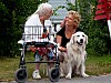 Maria har jobbat tillsammans med sin vårdhund Oliver under nästan hela sjukdomstiden. Här hälsar de på Åse på ett äldreboende.