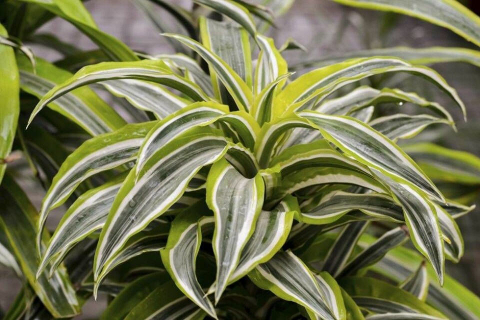 Slipp kemikalier med banddracena. Foto: Shutterstock/TT Slipp kemikalier med banddracena. Foto: Shutterstock/TT
