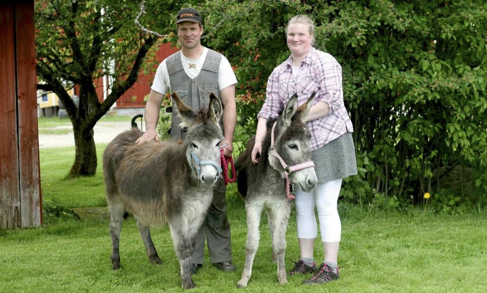 Johanna och Henrik med Herbert i blå grimma och Hilma i rosa. Foto: Susanne Stamming. Johanna och Henrik med Herbert i blå grimma och Hilma i rosa. Foto: Susanne Stamming.