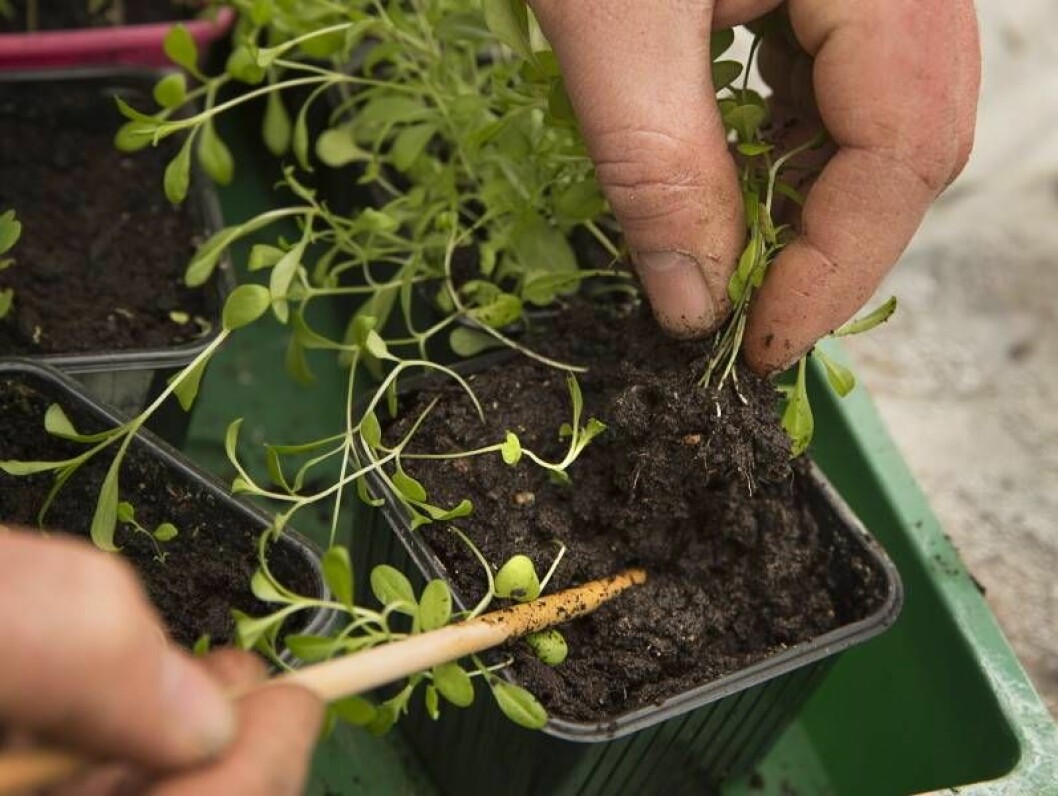 Här är det ostyriga borstnejlikor som ska skolas om. Lirka försiktigt upp plantorna med en slät pinne eller penna.