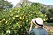 Marie Sammeli står med ryggen mot kamernan vid ett citrusträd i Sydafrika. 