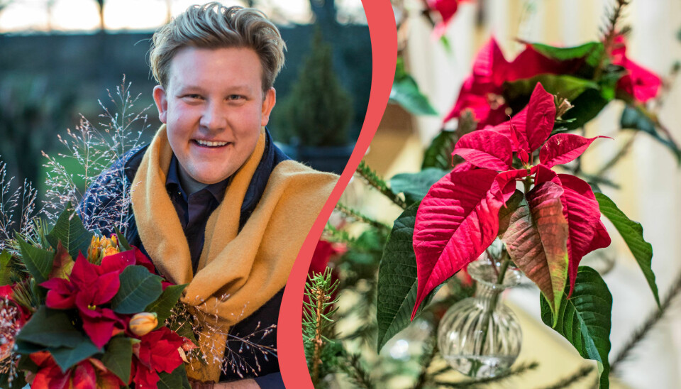 Karl Fredrik på Eklaholm: 10 tips med julstjärnor