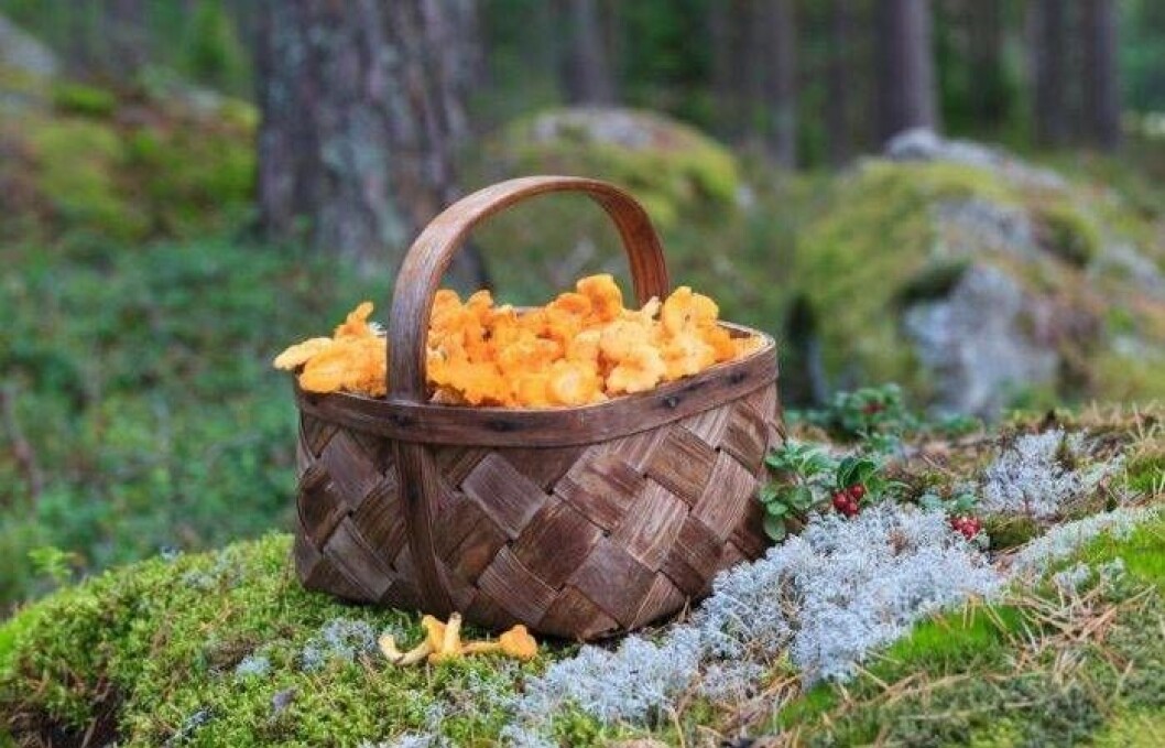 Vem drömmer inte om att hitta ett kantarellställe med gott om de gula, goda svamparna! Foto: IBL/Shutterstock En korg med kantareller i skogen.