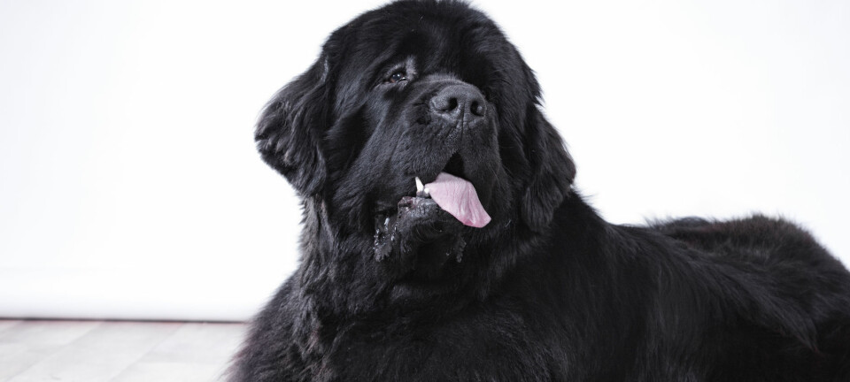 Matte berättar: Jag tvingades att lämna bort min hund Stella