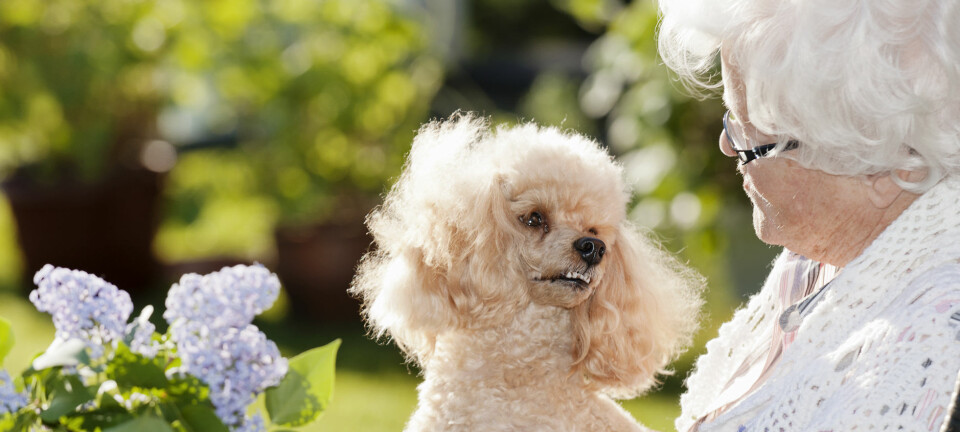 Sju tecken på att din hund älskar dig mest