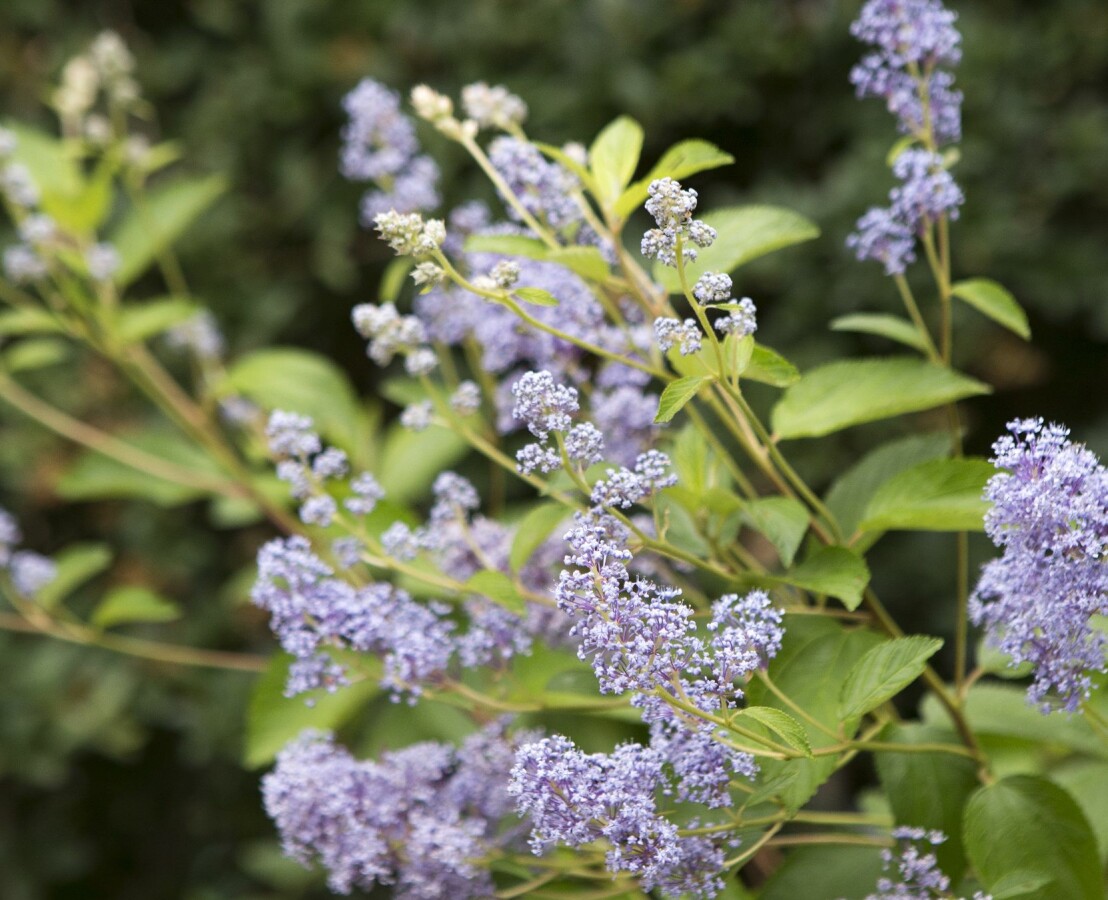 Blå säckbuske, Ceanothus x delilianus, är knappt härdig i landets mildaste delar. Den har sin plats bland John ömtåliga växter och de blålila syrenliknande blomställningarna är värda att kämpa för. Blå säckbuske, Ceanothus x delilianus, är knappt härdig i landets mildaste delar. Den har sin plats bland John ömtåliga växter och de blålila syrenliknande blomställningarna är värda att kämpa för.