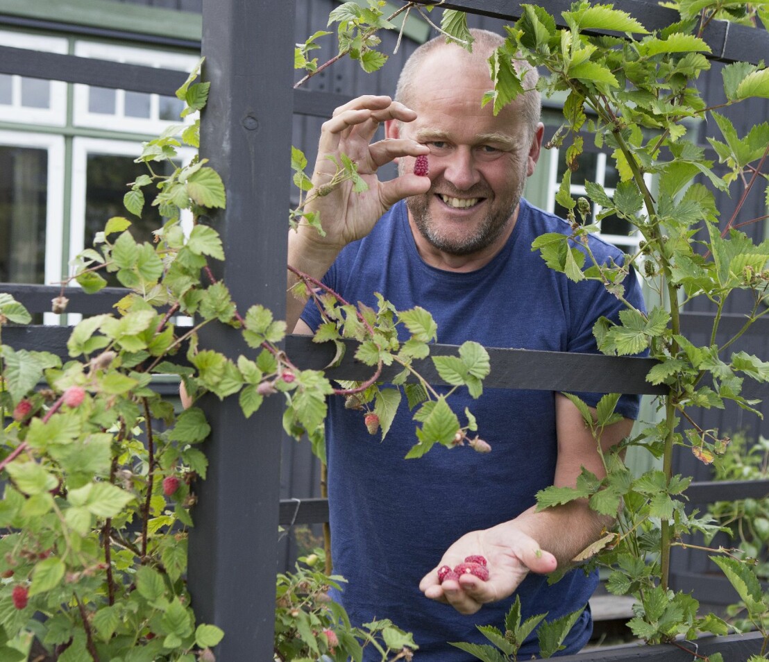 John älskar bär och direkt innanför grinden frestar lysande röda hallon på spaljé. John älskar bär och direkt innanför grinden frestar lysande röda hallon på spaljé.
