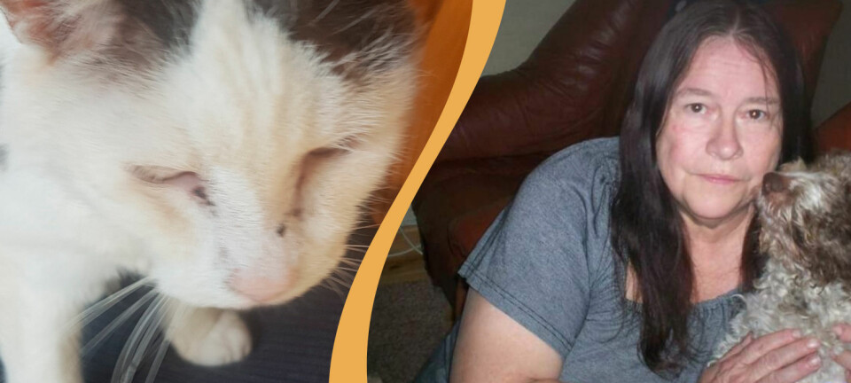 Katten Oskar är 25 år – får inte gå ut ensam längre