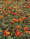 Lyckas med tagetes: Så, ta frö, arrangera och plantera | Allas