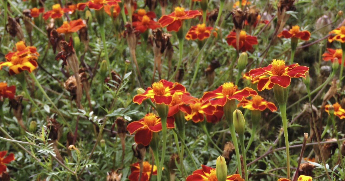 Lyckas med tagetes: Så, ta frö, arrangera och plantera | Allas