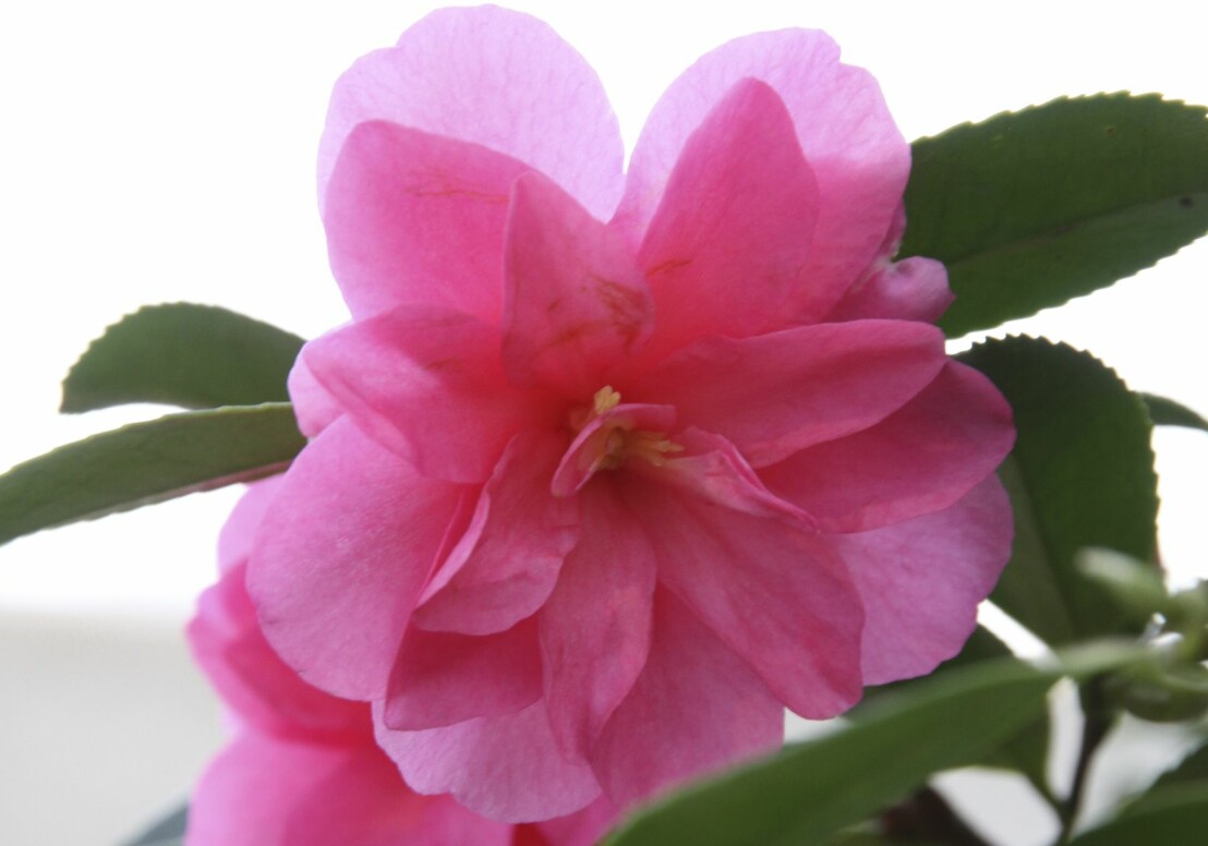 Bästa blommorna för uterummet