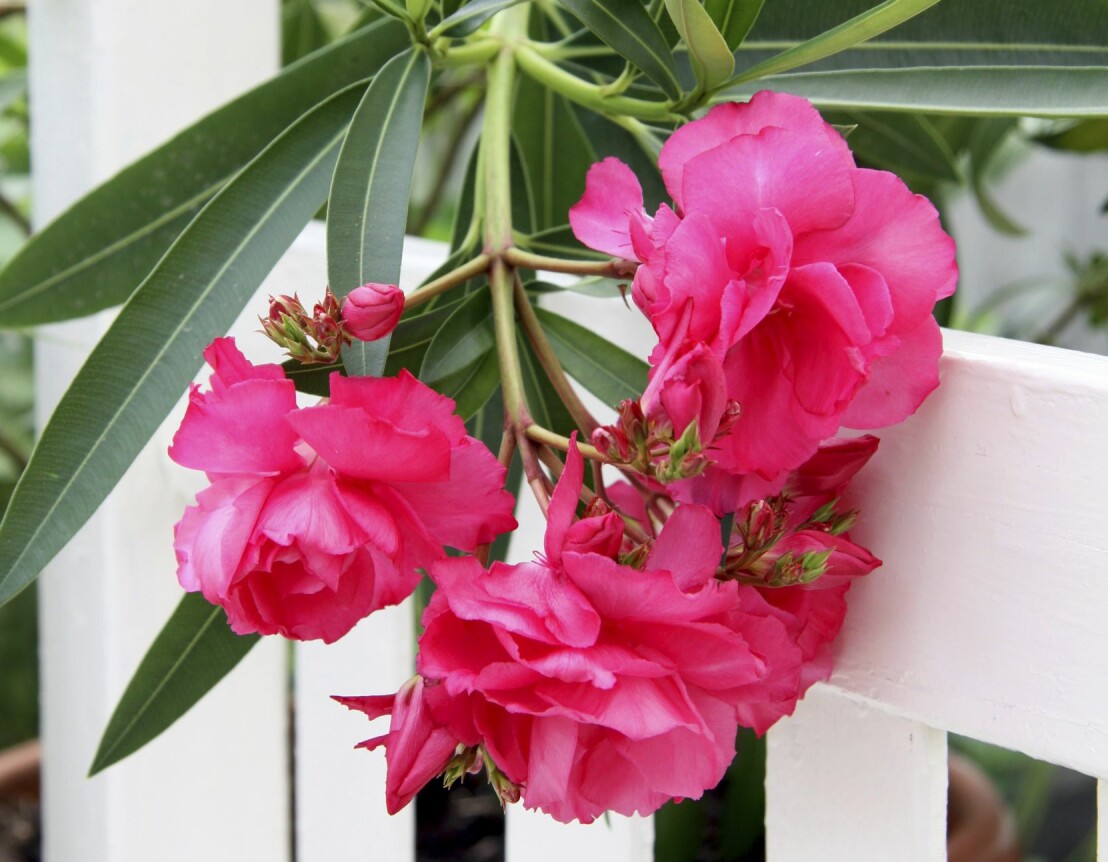 Bästa blommorna för uterummet