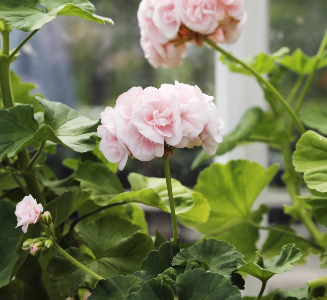Bästa blommorna för uterummet