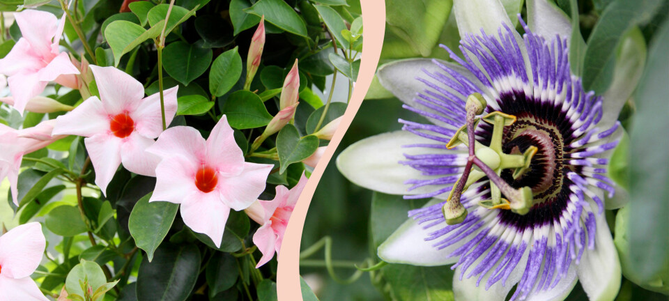 Bästa blommorna för uterummet