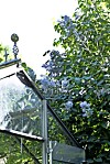 Beauty of Moscow är med sina dubbla, svagt rosa blommor en av trädgårdens drottningar. Blommar från mitten av maj till juni. Höjd tre till fem meter. Zon 6.