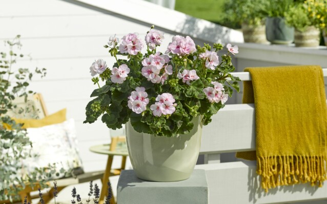 Plantera sommarkrukor på balkong och uteplats