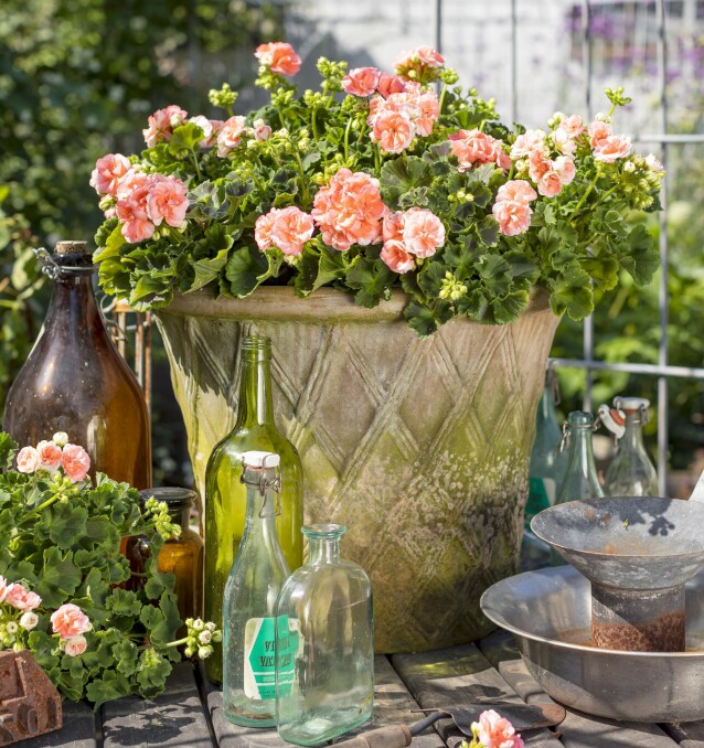 Plantera sommarkrukor på balkong och uteplats