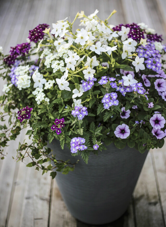Plantera sommarkrukor på balkong och uteplats