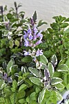 Kryddsalvia och mynta trivs i kruka liksom de flesta kryddörter. Här den vackra brokbladiga salvian 'Tricolor' med mynta 'Berries and Cream Mint' som har en rund god mintsmak.