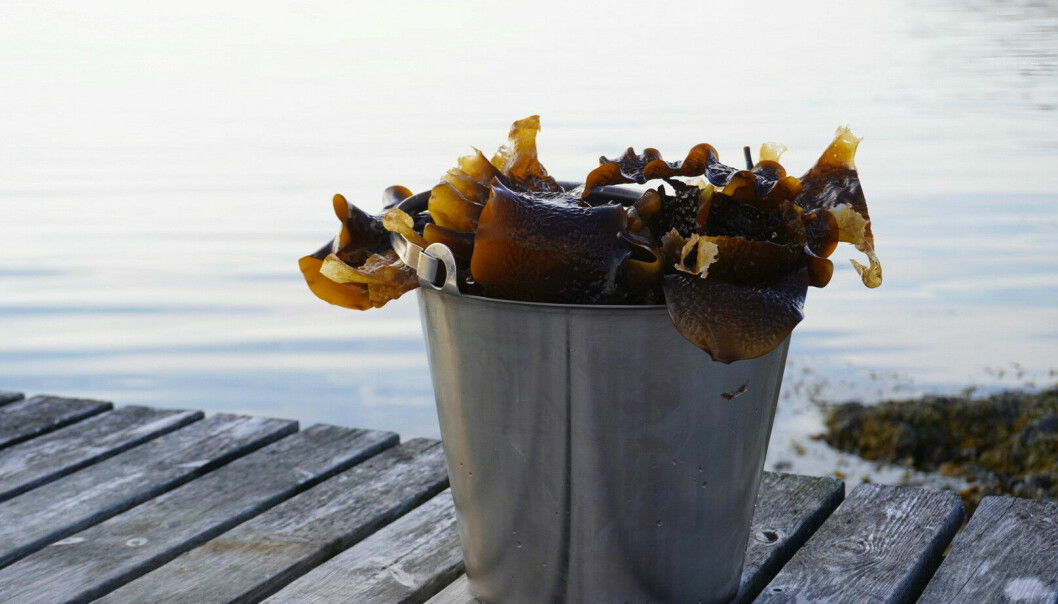 Nyskördad tång i en hink.