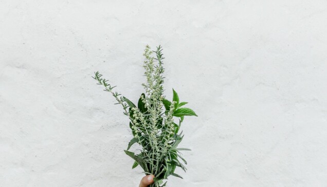 Salvia tillskrivs ofta läkande effekter. Salvia tillskrivs ofta läkande effekter.