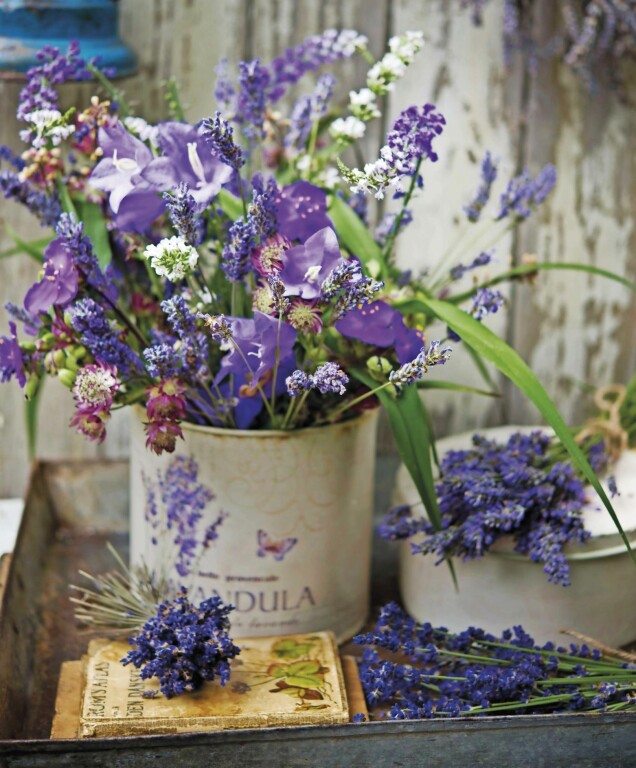 Tycker du om lila och blå färgnyanser finns många sommarblommande växter att välja på förutom lavendel. Här har vi blandat stor blåklocka, stjärnflocka och tremastarblommor med lila och vita lavendel. Tycker du om lila och blå färgnyanser finns många sommarblommande växter att välja på förutom lavendel. Här har vi blandat stor blåklocka, stjärnflocka och tremastarblommor med lila och vita lavendel.