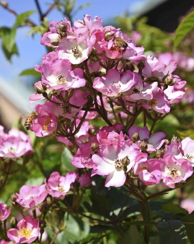 'Puccini' är remonterade och får stora blommor i klasar. Blommar långt in på hösten, får fina nypon och sprider en mild doft. 'Puccini' är remonterade och får stora blommor i klasar. Blommar långt in på hösten, får fina nypon och sprider en mild doft.